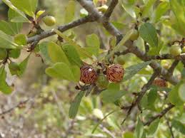 Image result for Rhamnus staddo