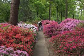 Alpinum im botanischen garten bremen. Unsere Botanische Schatztruhe Der Rhododendron Park Bremen Wfb
