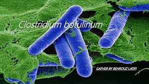 Il botulino (clostridium botulinum) è un batterio anaerobico che può contaminare gli alimenti rendendoli particolarmente pericolosi per la salute umana. Clostridium Botulinum Disease