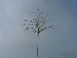 Image result for Alloteropsis paniculata