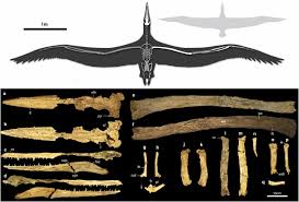 It is classified as a pelagornithid, or pelagornis sandersi is largest flying bird yet found, with a wingspan of up to 24 feet! Flight Performance Of The Largest Volant Bird Pnas