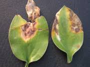 Image result for Colletoecema