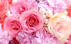 Download hd rose wallpapers best collection. Hd Wallpaper Pink Roses Background Wallpaper Flare