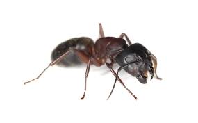 Examples of how it has worked project overview mold, and termite infestation • owns and retains strategic control of assets leased to concessionaire. Exterminator In Saint James Ny 11780 Saint James A Top Rated Pest Control Company Ecotech Pest Control Inc