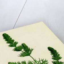 Image result for Ceratophyllum submersum