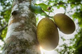 The jackfruit (artocarpus heterophyllus), also known as jack tree, is a species of tree in the fig, mulberry, and breadfruit family (moraceae). 8 Jackfruit Health Benefits Nutrition Side Effects Selfhacked