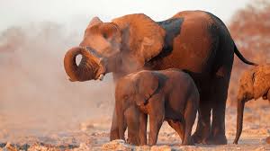 Animals in the namib desert Elephant Conservation Volunteer With Elephants Gap Year Projects With Elephants In Namibia Oyster Worldwide