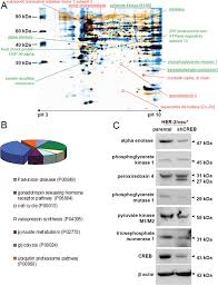 Sekian methode yg singkat dan amat sedikit ini. Linking Creb Function With Altered Metabolism In Murine Fibroblast Based Model Cell Lines Oncotarget