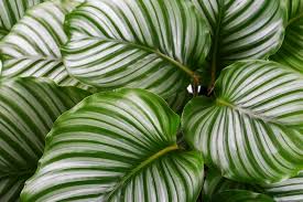 Image result for calathea