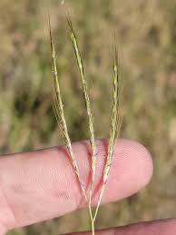 Image result for Bothriochloa
