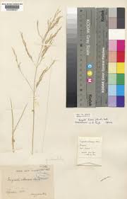 Image result for Eragrostis prolifera