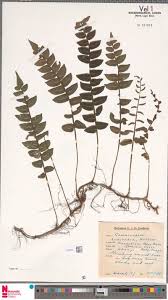 Image result for Tricalysia vanroechoudtii