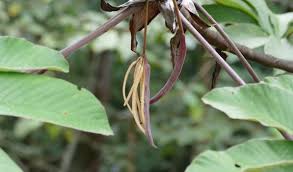 Image result for Cecropia