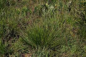 Image result for Loudetia simplex