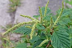 Image result for Amaranthus hybridus