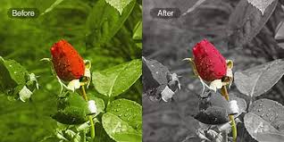 Color Splash Free Online Color Splash Effect Fotor Photo Editor Color Splash Effect Color Splash Photo Color Splash