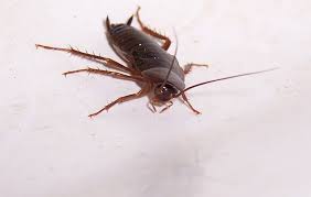That's why, boric acid is one of the most effective roach control method. How Does Boric Acid Kill Roaches Does It Work Is It Effective