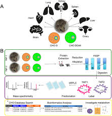Cell lines in animal tissue culture. Expanded Chinese Hamster Organ And Cell Line Proteomics Profiling Reveals Tissue Specific Functionalities Scientific Reports