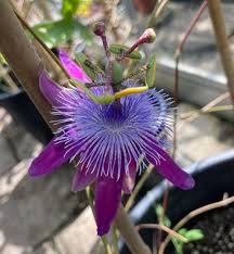 Image result for Passiflora sanguinolenta
