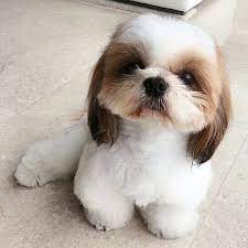 He's full of energy and very alert. Pin On My Favorite Shih Tzu S