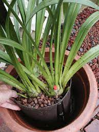 Plant Care For Cymbidium Orchids Orchids Cymbidium Orchids Care Plant Care Cymbidium Orchids