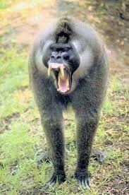 Male Drill Baboon Animals Wild Animals Baboon