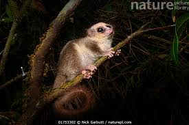 Image result for Allophylus pseudopaniculatus