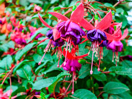 Flowers that last all year uk. How To Grow And Care For Fuchsia Lovethegarden