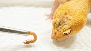 But he was too tired to stay awake for the tounge action. What To Do If Your Leopard Gecko Stops Eating