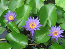 Manfaat dan khasiat daun sambung nyawa sangat baik untuk kesehatan. Paling Bagus 23 Gambar Bunga Tunjung Biru Koleksi Bunga Hd