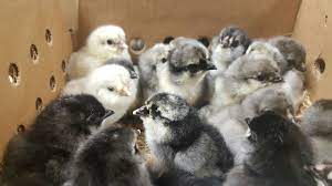Ameraucana chicken eggs are a beautiful pale blue. Blue Ameraucana Chicks For Sale Cackle Hatchery