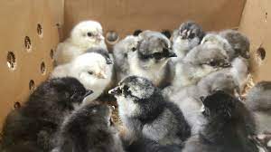 Blue egg laying chickens were first imported to the us from chile in the the ameraucana typically has a very sweet personality and even the roosters are fairly docile yet watchful. Blue Ameraucana Chicks For Sale Cackle Hatchery