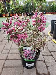 Learn all about how to grow weigela in the growing guide. Weigela Florida Monet Beechmount Garden Centre