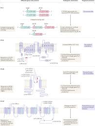 Image result for Hyperaldosteronism