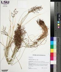 Image result for Fimbristylis quinquangularis