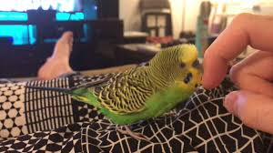 Birds For Cats To Watch 4k Kiwi Talks Again 4k Video Of Parakeet Budgie Talking For Minutes On End Budgies Parakeet Aww