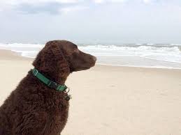 Det startede af dem bare at fremme strays og er vokset. Homeward Bound Takes In Dogs Displaced By Hurricane Dorian Gloucester Township Nj Patch