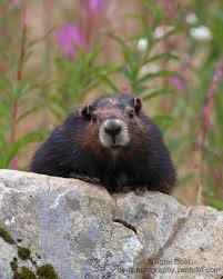 What colour are marmots? – The Vancouver Island Marmot Recovery ...