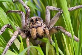 Image result for wolf spider bite skin