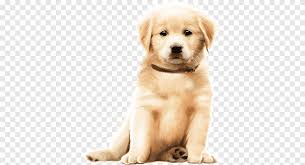 Auf der arbeit, zu hause, auf der straße etc. Ein Kleiner Brauner Hund Tier Tierwelpe Png Pngegg