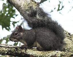 Western Gray Squirrel Wikipedia