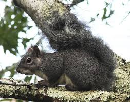 western gray squirrel wikipedia