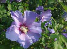 Does not transplant very well, so choose your location carefully. Rose Of Sharon And Hardy Hibiscus For The Fall Old Farmer S Almanac