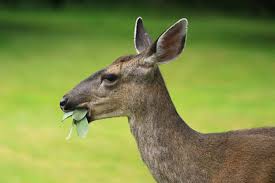 As mentioned above, they do feed on them, and you can go ahead and. Get It Growing Deer Not Welcome In The Garden Sequim Gazette