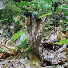 Image result for Craterellus fallax