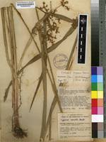 Image result for Cyperus ajax