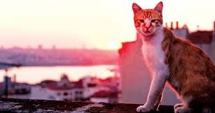 Kedi Movie Cat Love Cats Documentaries
