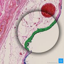 Histology, electron microscopy, biology, and histogenesis. Skin Cells Layers And Histological Features Kenhub