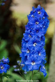 Check spelling or type a new query. 50 Types Of Blue Flowers With Names Meaning And Pictures