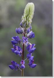 Image result for Lupinus mexicanus
